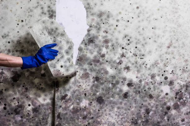 Best Professional Mold Removal  in Brunswick, OH